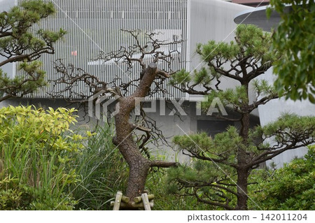 或許是由於全球環境變遷的影響,公園和其他公共場所中枯死的樹木數量越來越明顯。 或許是由於全球環境變遷的影響,公園和其他公共場所中枯死的樹木數量越來越明顯。 142011204