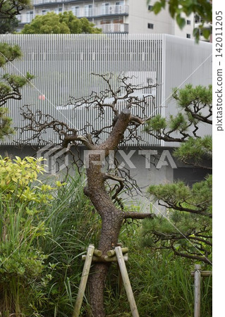 或許是由於全球環境變遷的影響,公園和其他公共場所中枯死的樹木數量越來越明顯。 或許是由於全球環境變遷的影響,公園和其他公共場所中枯死的樹木數量越來越明顯。 142011205