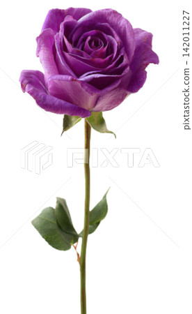 purple rose purple rose 142011227