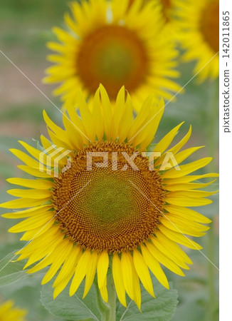 Sun Flower  142011865
