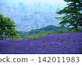 The cityscape of Sapporo visible beyond the lavender fields. 142011983