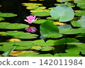 Water lily flowers reflected on the water surface 142011984
