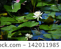 White water lily flower 142011985