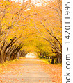 Autumn foliage park 142011995