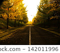 Autumn tree-lined road dyed in the sunset 142011996