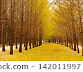 Ginkgo trees and fallen leaves in Hoshimi Green Space 142011997