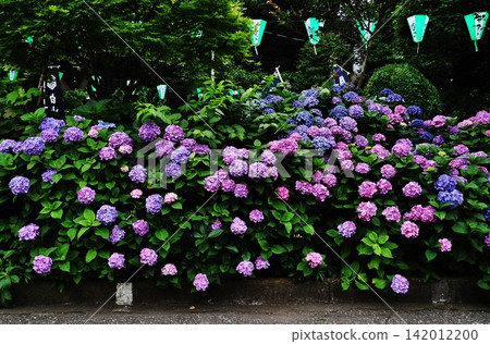 Vibrantly colored hydrangeas blooming in the grounds of Hakusan Shrine Vibrantly colored hydrangeas blooming in the grounds of Hakusan Shrine 142012200