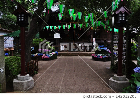 白山神社的庭院和神社建築群,裝飾著繡球花和燈籠。 白山神社的庭院和神社建築群,裝飾著繡球花和燈籠。 142012203