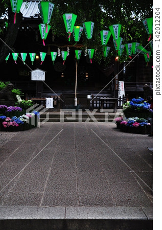 白山神社的庭院和神社建築群，裝飾著繡球花和燈籠。 142012204