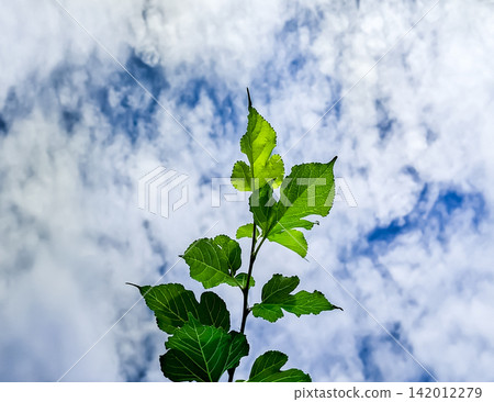 Low angle view of vibrant green leaves branch growing straight up in the center against bright blue sky and white clouds background, growth and nature concept. Low angle view of vibrant green leaves branch growing straight up in the center against bright blue sky and white clouds background, growth and nature concept. 142012279