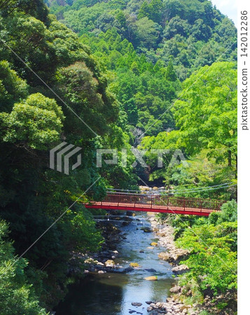 A suspension bridge in a valley surrounded by lush greenery. A suspension bridge in a valley surrounded by lush greenery. 142012286