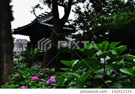 Vibrantly colored hydrangeas blooming against the backdrop of the Hakusan Shrine. Vibrantly colored hydrangeas blooming against the backdrop of the Hakusan Shrine. 142012335