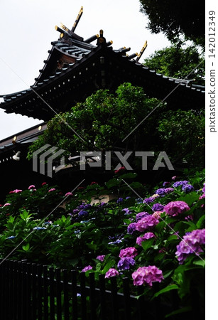 色彩鮮豔的繡球花在白山神社的襯托下競相綻放。 色彩鮮豔的繡球花在白山神社的襯托下競相綻放。 142012349