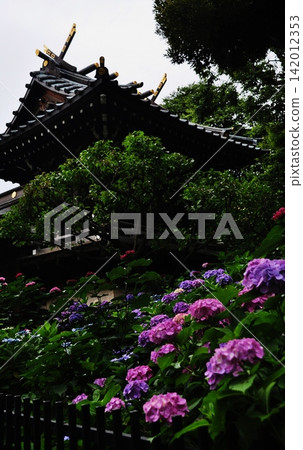 色彩鮮豔的繡球花在白山神社的襯托下競相綻放。 色彩鮮豔的繡球花在白山神社的襯托下競相綻放。 142012353