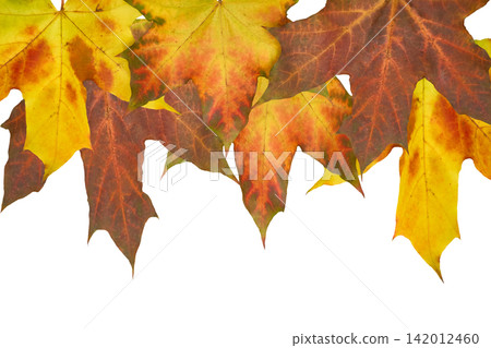 Yellow orange brown maple leaves on white Yellow orange brown maple leaves on white 142012460
