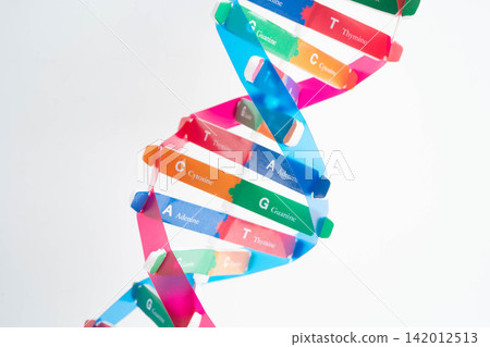 DNA molecule spiral structure model isolated on white background, chromosome and gene chemical science biology. DNA molecule spiral structure model isolated on white background, chromosome and gene chemical science biology. 142012513