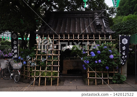 初夏時節,白山神社的水池邊點綴著繡球花和竹籬笆。 初夏時節,白山神社的水池邊點綴著繡球花和竹籬笆。 142012522