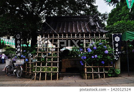 The water basin at Hakusan Shrine, adorned with hydrangeas and bamboo fences in early summer. The water basin at Hakusan Shrine, adorned with hydrangeas and bamboo fences in early summer. 142012524