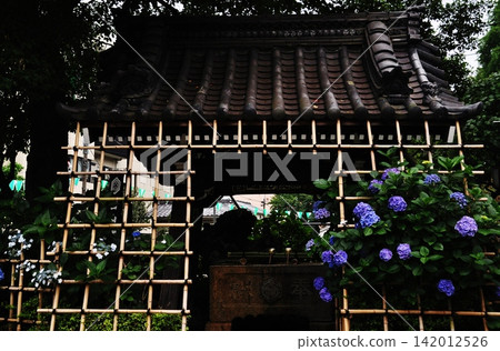 The water basin at Hakusan Shrine, adorned with hydrangeas and bamboo fences in early summer. The water basin at Hakusan Shrine, adorned with hydrangeas and bamboo fences in early summer. 142012526