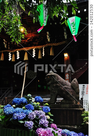 The shrine buildings and guardian lion-dogs of Hakusan Shrine, illuminated in the darkness, are surrounded by vibrant hydrangeas. The shrine buildings and guardian lion-dogs of Hakusan Shrine, illuminated in the darkness, are surrounded by vibrant hydrangeas. 142012530