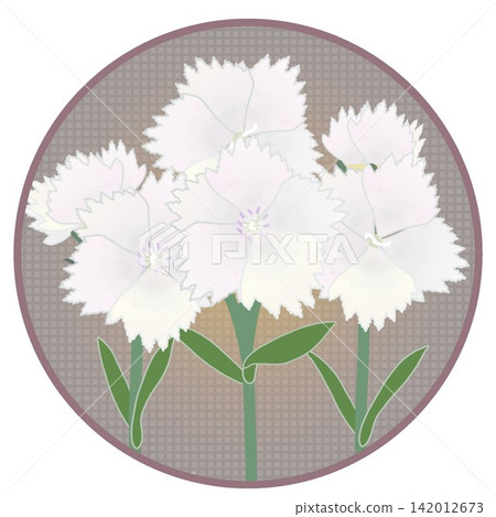 Illustration of a white dianthus with a circular background Illustration of a white dianthus with a circular background 142012673
