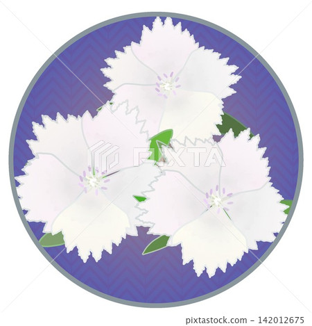 Illustration of a white dianthus with a circular background Illustration of a white dianthus with a circular background 142012675