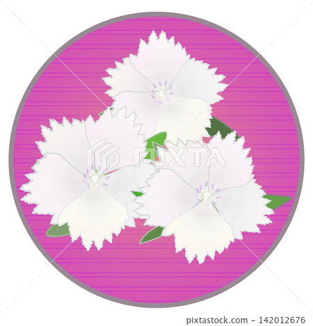 Illustration of a white dianthus with a circular background Illustration of a white dianthus with a circular background 142012676