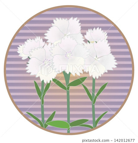 Illustration of a white dianthus with a circular background Illustration of a white dianthus with a circular background 142012677