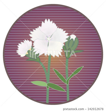 Illustration of a white dianthus with a circular background Illustration of a white dianthus with a circular background 142012678