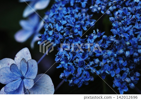 A close-up of a vividly blue hydrangea blooming in the darkness. A close-up of a vividly blue hydrangea blooming in the darkness. 142012696