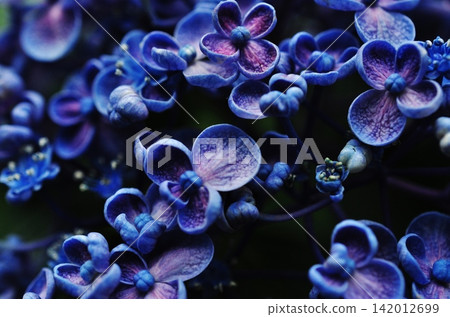 A close-up of the hydrangea with its distinctive curled petals. A close-up of the hydrangea with its distinctive curled petals. 142012699