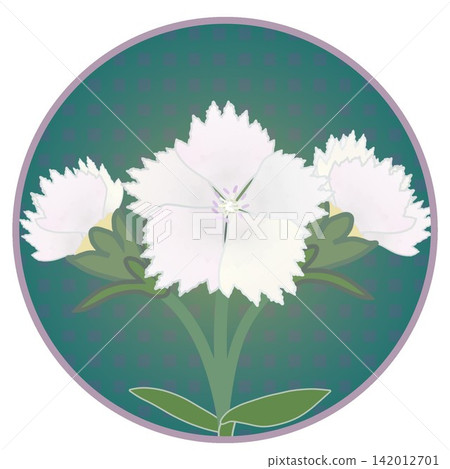 Illustration of a white dianthus with a circular background Illustration of a white dianthus with a circular background 142012701