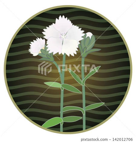 Illustration of a white dianthus with a circular background Illustration of a white dianthus with a circular background 142012706