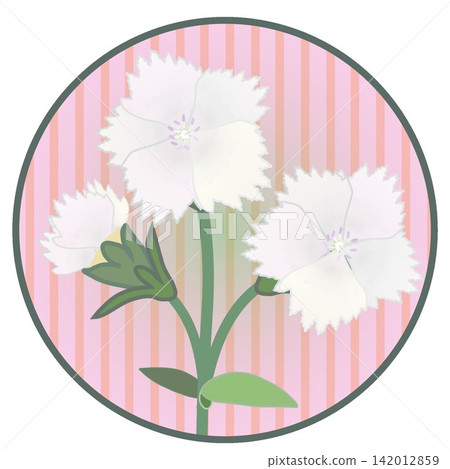 Illustration of a white dianthus with a circular background Illustration of a white dianthus with a circular background 142012859