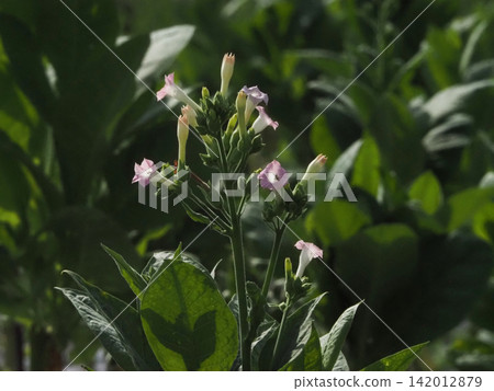 A close-up of pale pink tobacco flowers bathed in sunlight (near the Minami-Jinzan level crossing on the JR Dosan Line). A close-up of pale pink tobacco flowers bathed in sunlight (near the Minami-Jinzan level crossing on the JR Dosan Line). 142012879