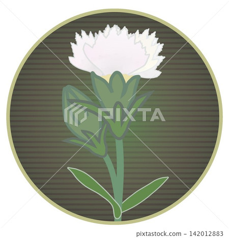 Illustration of a white dianthus with a circular background Illustration of a white dianthus with a circular background 142012883