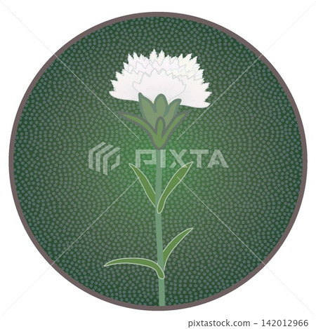 Illustration of a white dianthus with a circular background Illustration of a white dianthus with a circular background 142012966