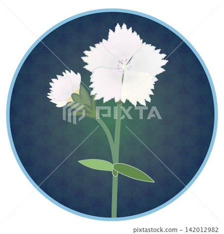 Illustration of a white dianthus with a circular background Illustration of a white dianthus with a circular background 142012982