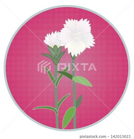 Illustration of a white dianthus with a circular background 142013021