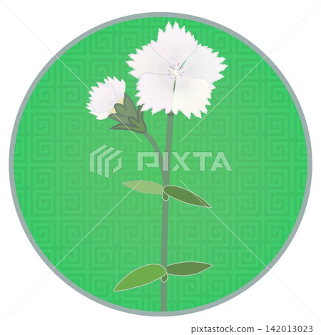 Illustration of a white dianthus with a circular background Illustration of a white dianthus with a circular background 142013023