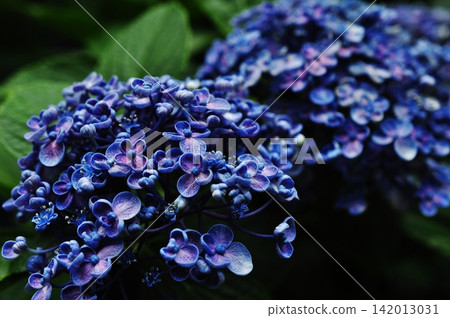 繡球花的特寫,展現了它獨特的捲曲花瓣。 繡球花的特寫,展現了它獨特的捲曲花瓣。 142013031