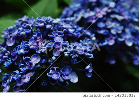 A close-up of the hydrangea with its distinctive curled petals. A close-up of the hydrangea with its distinctive curled petals. 142013032