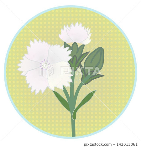 Illustration of a white dianthus with a circular background Illustration of a white dianthus with a circular background 142013061