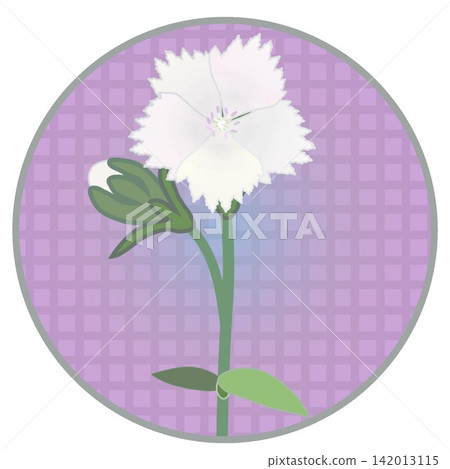 Illustration of a white dianthus with a circular background Illustration of a white dianthus with a circular background 142013115