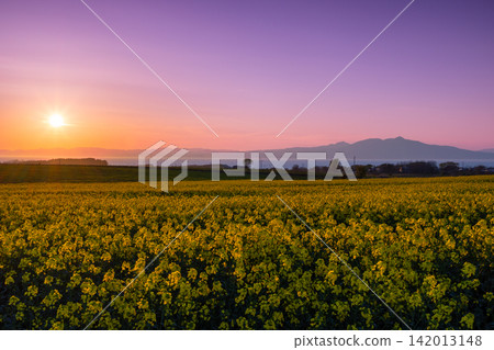 Yokohama Town, Kamikita District, Aomori Prefecture: A vast field of rapeseed blossoms at the rapeseed blossom festival venue, offering a view of the setting sun over Mutsu Bay and the evening scenery of Mt. Kamifushi. Yokohama Town, Kamikita District, Aomori Prefecture: A vast field of rapeseed blossoms at the rapeseed blossom festival venue, offering a view of the setting sun over Mutsu Bay and the evening scenery of Mt. Kamifushi. 142013148
