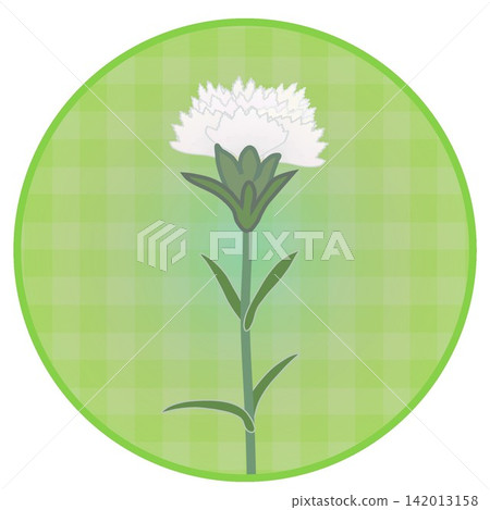 Illustration of a white dianthus with a circular background Illustration of a white dianthus with a circular background 142013158