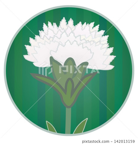 Illustration of a white dianthus with a circular background Illustration of a white dianthus with a circular background 142013159