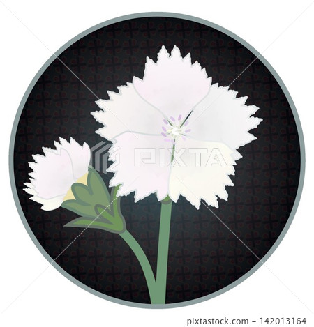 Illustration of a white dianthus with a circular background Illustration of a white dianthus with a circular background 142013164