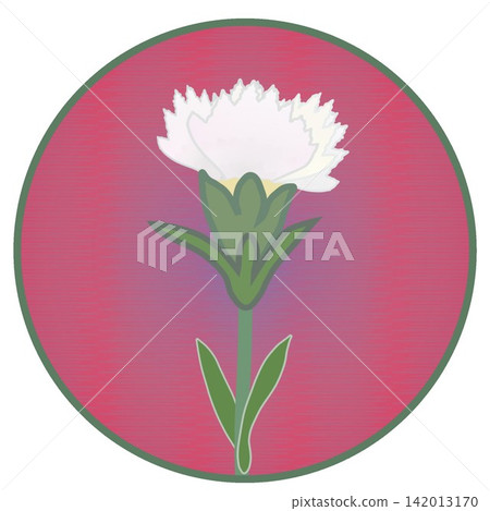Illustration of a white dianthus with a circular background Illustration of a white dianthus with a circular background 142013170