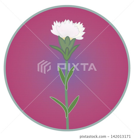 Illustration of a white dianthus with a circular background Illustration of a white dianthus with a circular background 142013171